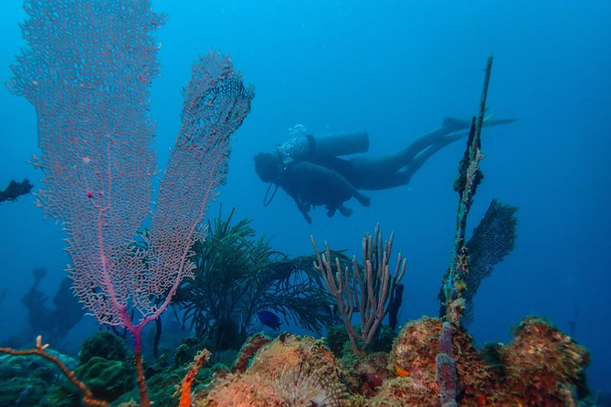 Guided Coral Reef Scuba Tour / 1 tank (Certified Divers Only) - Key points to know before you book