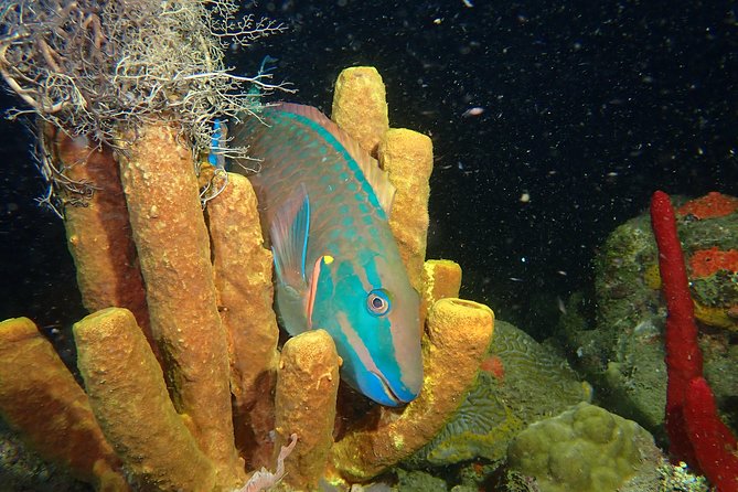Guided Coral Reef Scuba Tour / 1 tank (Certified Divers Only) - Meeting at 2932 Cll 10 in Rincón
