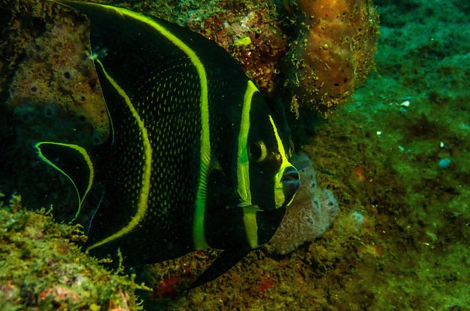 Guided Coral Reef Scuba Tour / 1 tank (Certified Divers Only) - Entering from the beach and getting settled underwater