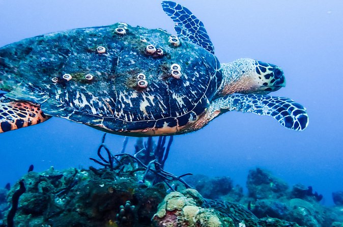 Guided Coral Reef Scuba Tour / 1 tank (Certified Divers Only) - What you may see on the reef