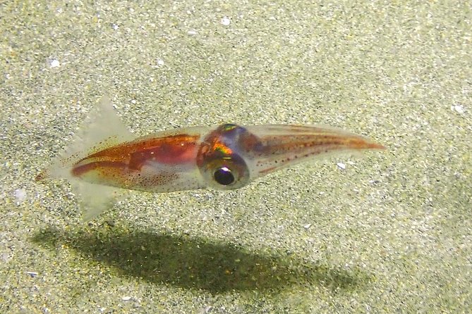 Guided Coral Reef Scuba Tour / 1 tank (Certified Divers Only) - Is $73 a fair price?