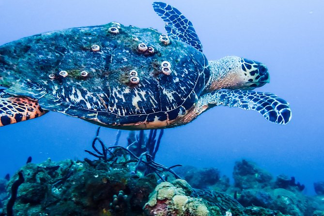 Guided Coral Reef Scuba Tour / 1 tank (Certified Divers Only) - Choosing the reef the night before