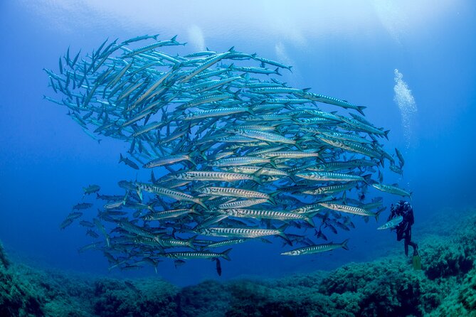 Guided diving for beginners without certification from Sorrento - The second session reaches 12 meters