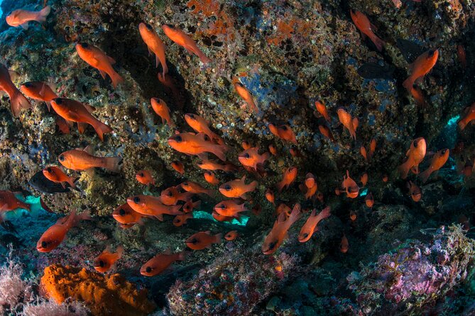 Guided diving for beginners without certification from Sorrento - What you might see below the surface