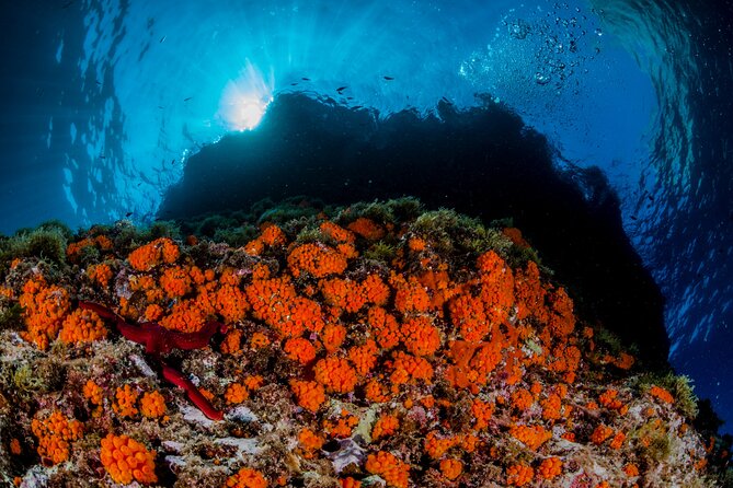 Guided diving for beginners without certification from Sorrento - Price, time, and overall value