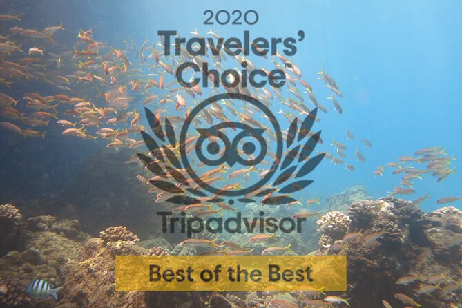 Guided Scuba Dive in Lahaina: Certified - Kaanapali Beach and the Shore Experience