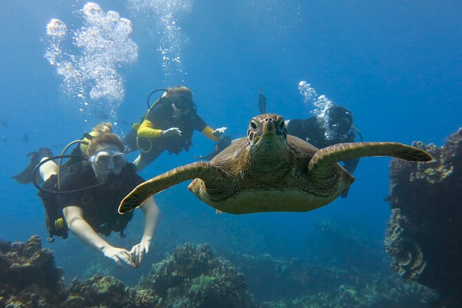Guided Scuba Dive in Lahaina: Certified - Equipment, Water, and Comfort