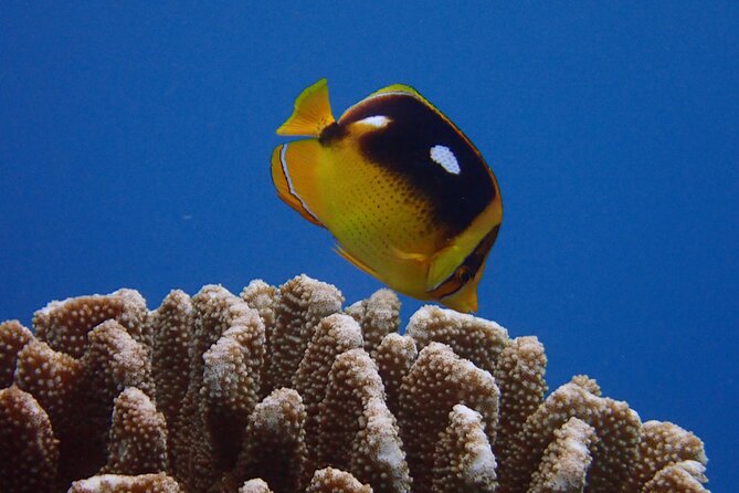 Guided Scuba Dive in Lahaina: Certified - Meeting at Kahekili Beach Park in West Maui