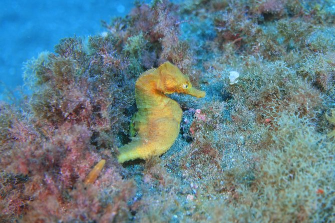 guided Scuba Diving on Tenerife (for certified divers) - Understanding the 18-meter to 40-meter range