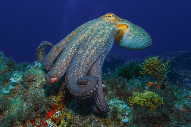guided Scuba Diving on Tenerife (for certified divers) - What the six-hour schedule means