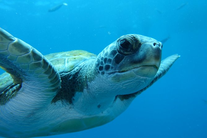guided Scuba Diving on Tenerife (for certified divers) - What is included for $180.20