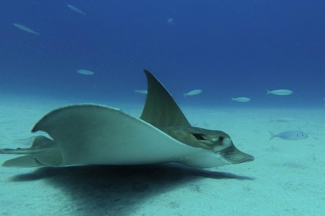 guided Scuba Diving on Tenerife (for certified divers) - Who will get the most from this outing