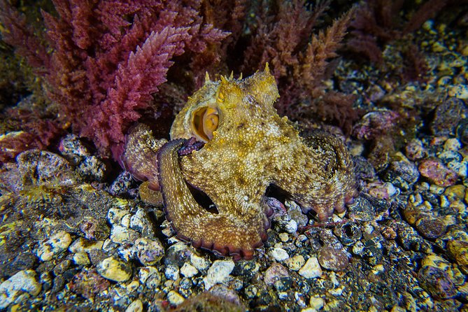 guided Scuba Diving on Tenerife (for certified divers) - Choosing between volcanic rock and marine life