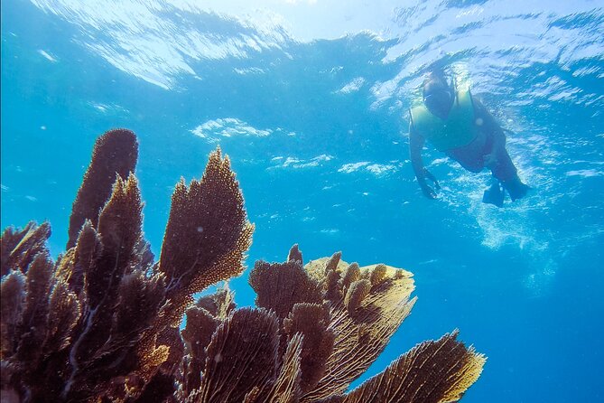 Guided Shallow 2 Tank Dive Trip for CERTIFIED SCUBA DIVERS ONLY! - Key points at a glance