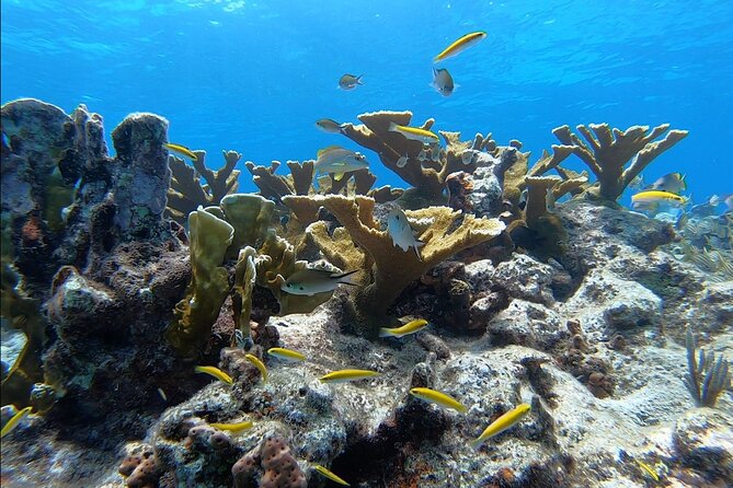 Guided Shallow 2 Tank Dive Trip for CERTIFIED SCUBA DIVERS ONLY! - Who will get the most from this trip