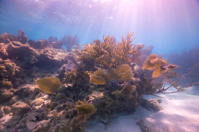 Guided Shallow 2 Tank Dive Trip for CERTIFIED SCUBA DIVERS ONLY! - First stop: Christ of the Abyss