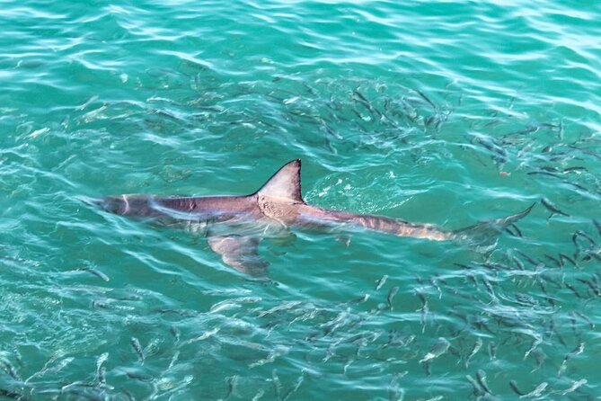 Guided Shark Cage Diving with Hookah Air Supply in Gansbaai - What makes this Gansbaai shark tour worth considering