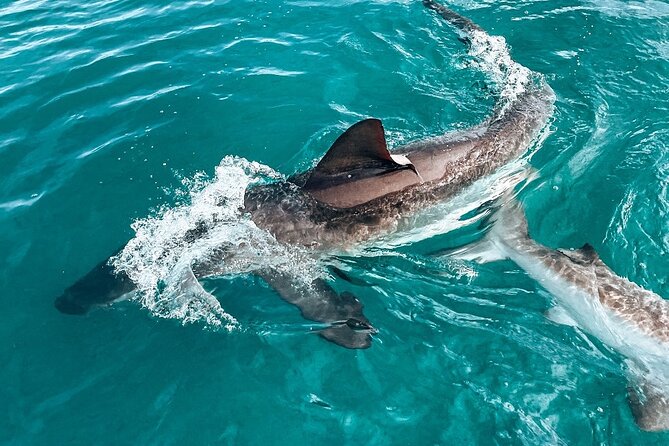 Guided Shark Cage Diving with Hookah Air Supply in Gansbaai - Arriving at 9 Kus Drive in Gansbaai
