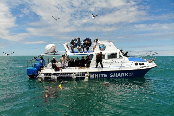 Guided Shark Cage Diving with Hookah Air Supply in Gansbaai - What the underwater cage experience feels like