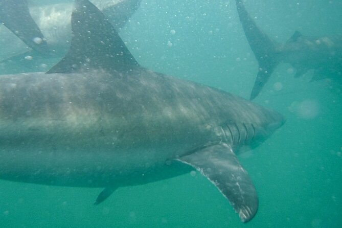 Guided Shark Cage Diving with Hookah Air Supply in Gansbaai - How to get the most from your time at sea