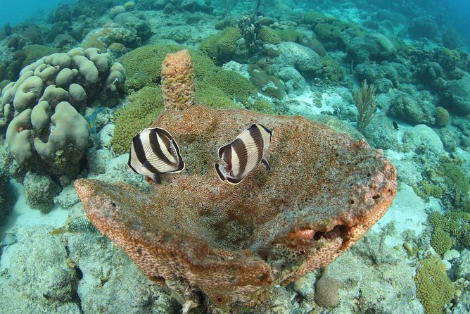Guided Shore Dive for Certified Divers with Scubaçao (1 tank) - Why the small group changes the experience