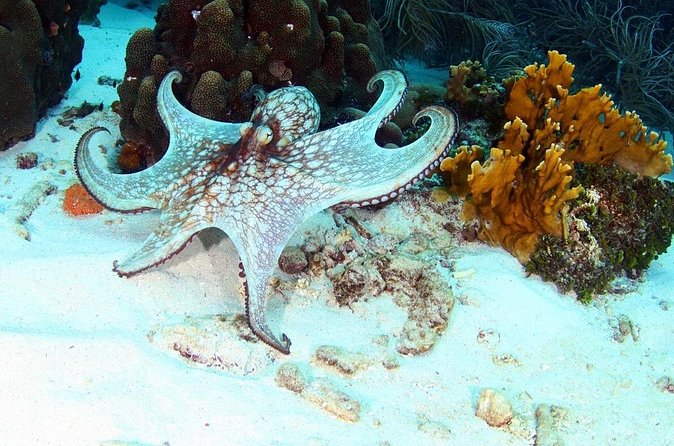 Guided Shore Dive for Certified Divers with Scubaçao (1 tank) - What the $110 price covers