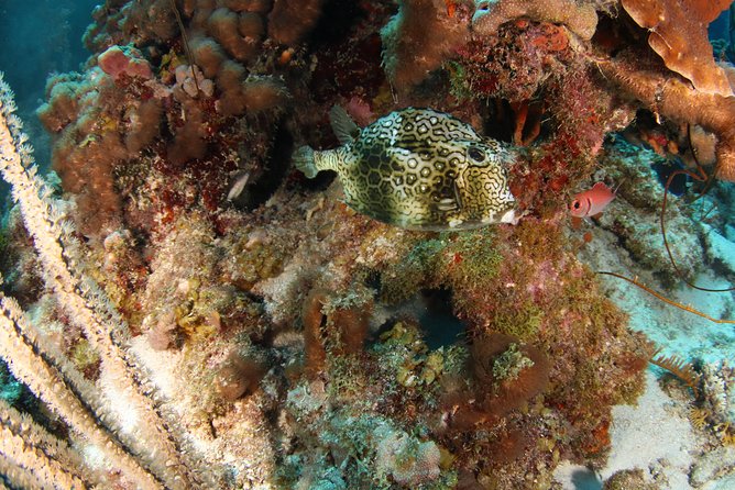 Guided Shore Dive for Certified Divers with Scubaçao (2 tank) - A personal guide instead of a large boat crowd
