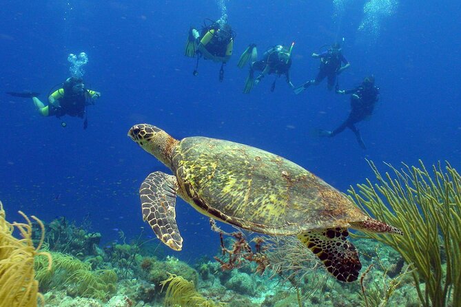 Guided shore dive on one of our house reefs for Certified Divers. - Key points at a glance