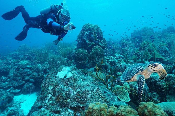 Guided shore dive on one of our house reefs for Certified Divers. - Why this Curaçao house reef is so convenient