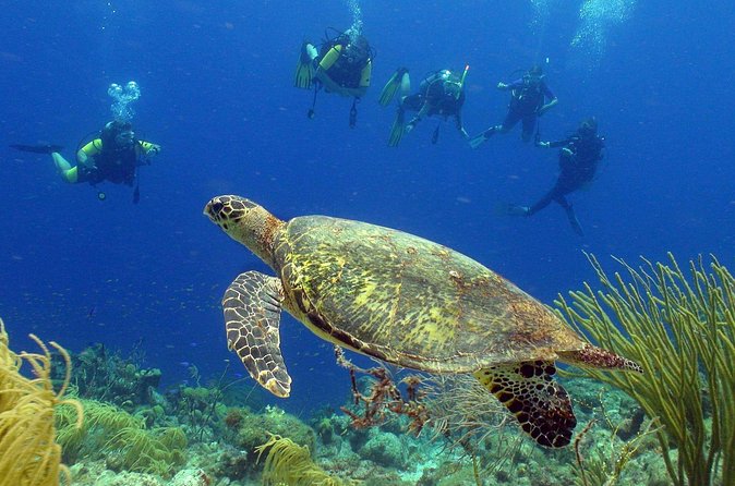 Guided shore dive on one of our house reefs for Certified Divers. - Equipment, price, and real value