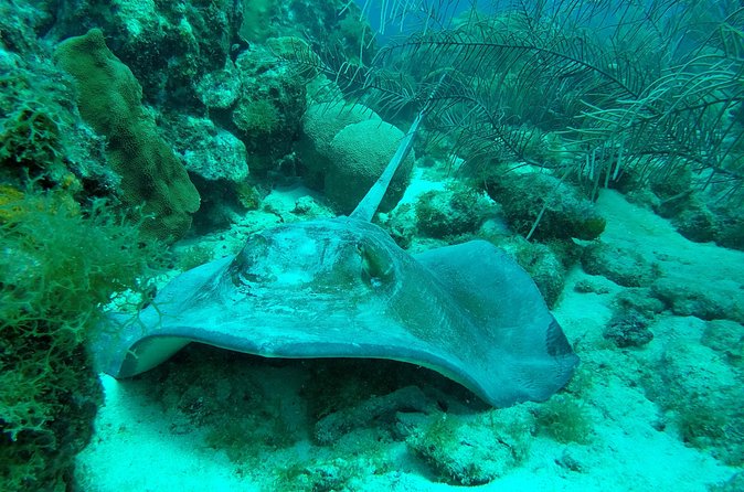 Guided shore dive on one of our house reefs for Certified Divers. - Practical details before you book