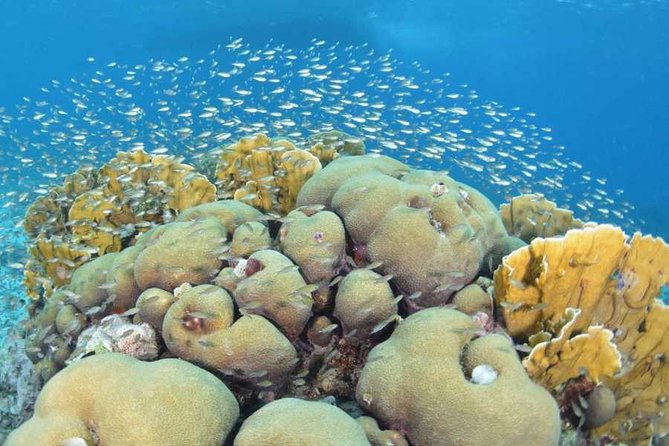 Guided shore dive on one of our house reefs for Certified Divers. - What your two-hour outing looks like
