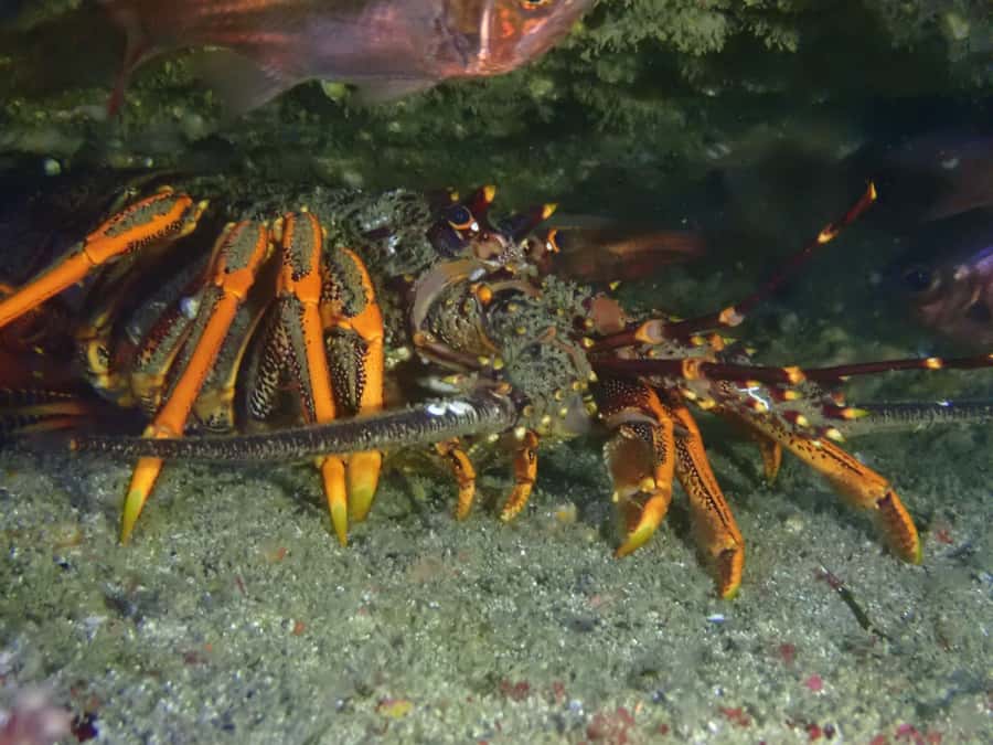 Guided Shore Dive Tour for Certified Divers - Why Goat Island is a special place to scuba