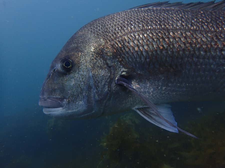 Guided Shore Dive Tour for Certified Divers - The safety briefing and shore entry