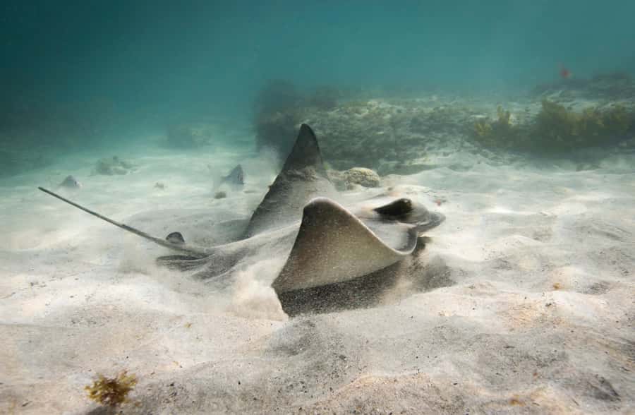 Guided Shore Dive Tour for Certified Divers - Eagle Ray Flats and the larger fish