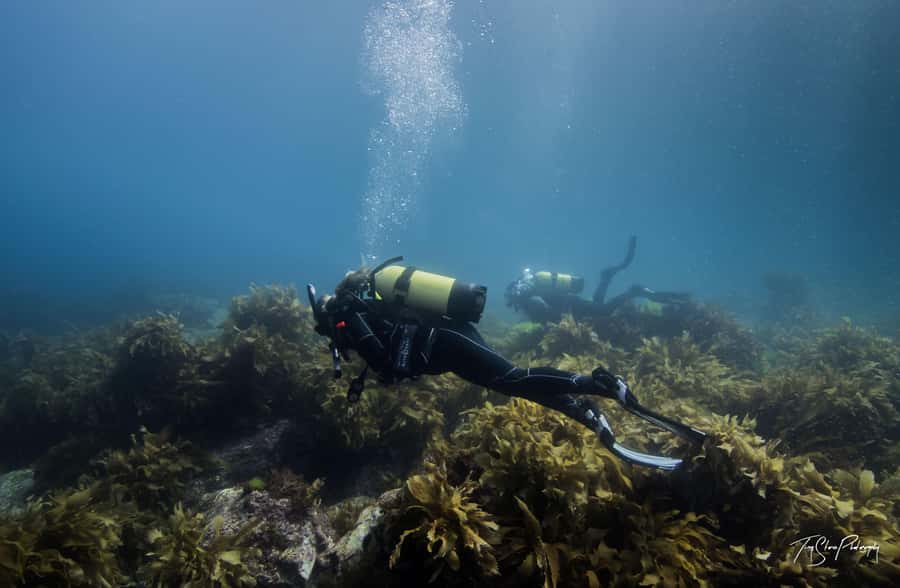 Guided Shore Dive Tour for Certified Divers - What $134 includes and what it does not