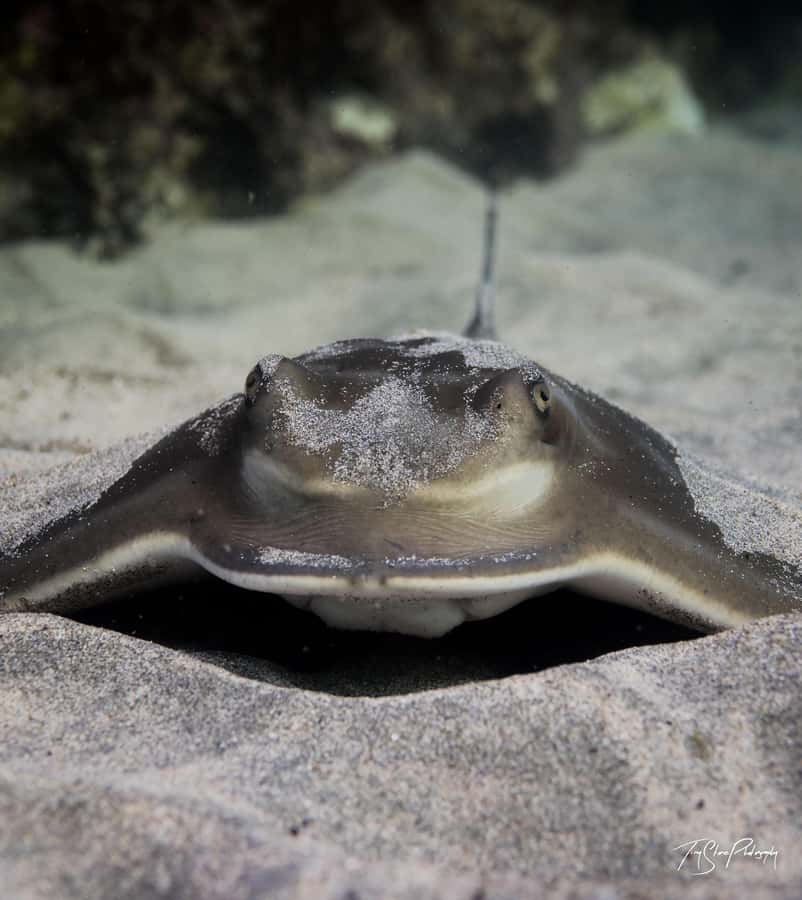 Guided Shore Dive Tour for Certified Divers - Who will get the most from this outing