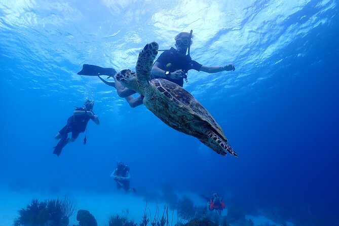 guided Shore Diving in Bonaire Marine Park with 2 Dives - A 9:00 a.m. start keeps the day manageable