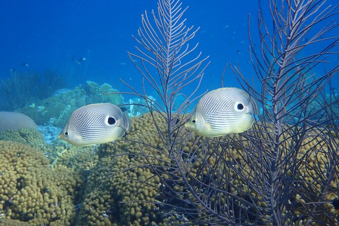 guided Shore Diving in Bonaire Marine Park with 2 Dives - The surface break adds comfort