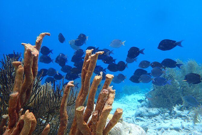 guided Shore Diving in Bonaire Marine Park with 2 Dives - The second location may be Salt Pier