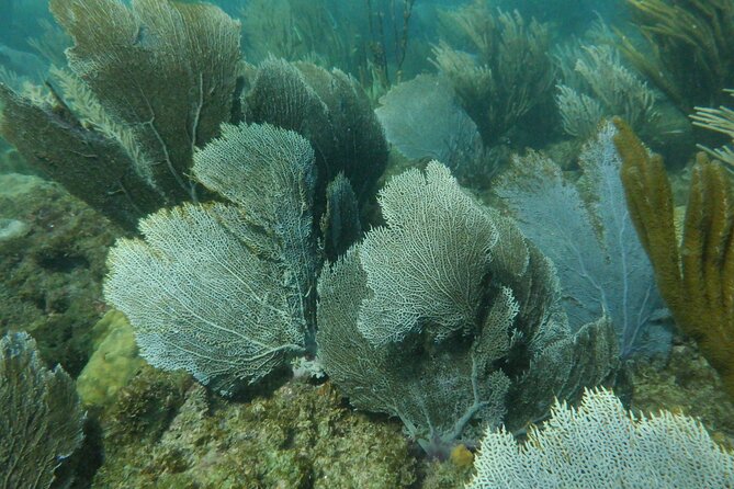 Guided Shore Diving Tour - What you may see underwater