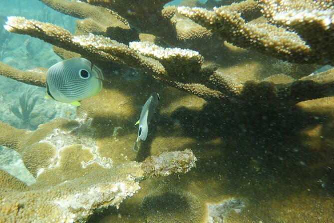 Guided Shore Diving Tour - How the guides handle beginners