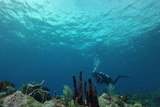 Guided Shore Diving Tour - The one-tank price and the real cost