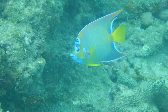 Guided Shore Diving Tour - The 9:00 a.m. meeting at Rincon Diving & Snorkeling