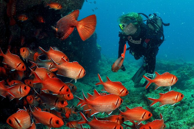 Half-Day Diving in Sal - A morning below Sal’s rocky coast