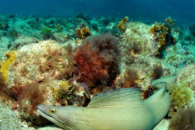 Half-Day Diving in Sal - The real price: $109.34, plus possible equipment costs