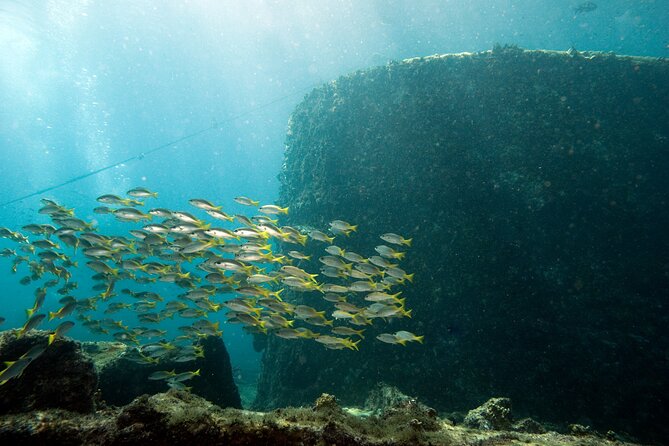 Half-Day Diving in Sal - Who will enjoy this most