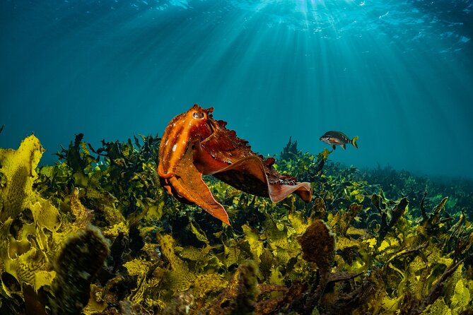 Half-Day Private Discover Dive at Australia's Iconic Beach - Your First Underwater Morning in Bondi