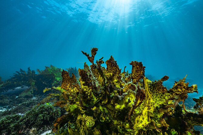 Half-Day Private Discover Dive at Australia's Iconic Beach - Who Will Enjoy This Most