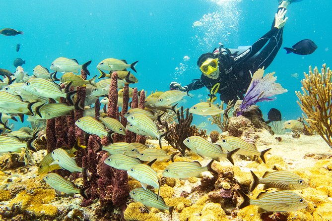 Half-Day Scuba Diving in Playa del Carmen for Small-Group - Choosing the right departure time